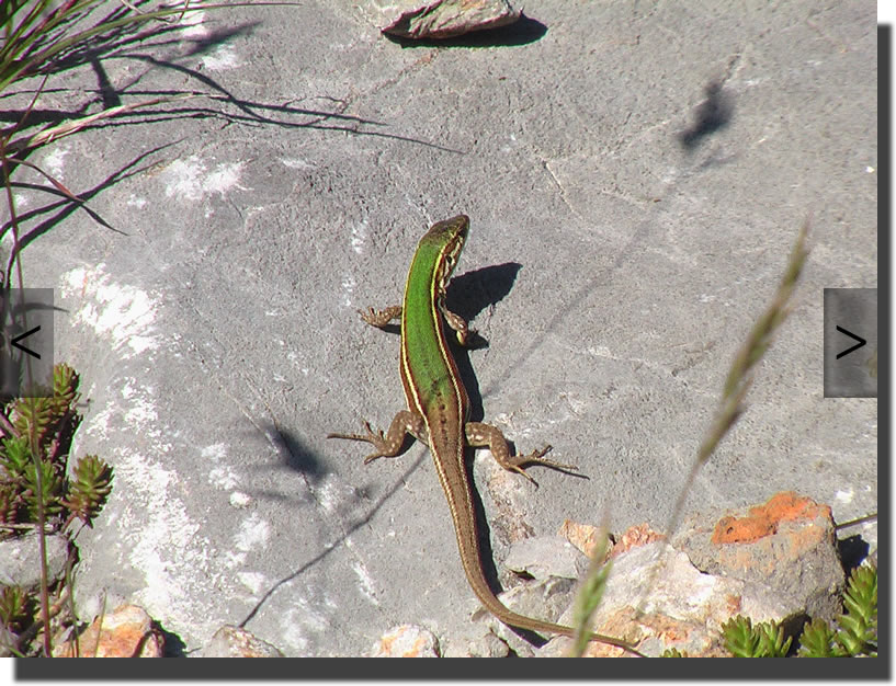 Podarcis melisellensis